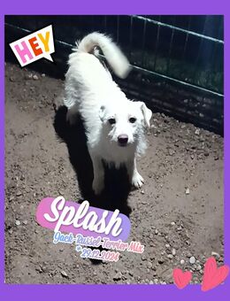 Kleine weiße Jack-Russel-Mix Hündin "Splash" sucht Kuschelplatz - Angermünde