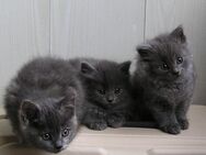 Katzenbabys BKH / BLH x Russisch Blau Kitten - Wischhafen