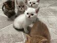 Britisch Kurzhaar Kitten / Babykatzen in 22041