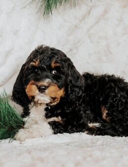 Entzückende Berndoodle Welpen - München