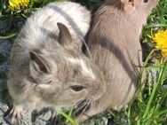 junge bunte Degus Degu - Neustadt (Sachsen) Hohwald