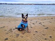 Wilma - ist loyal - Löwenberger Land