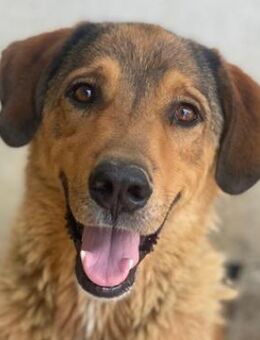 Mikosch, geb. ca. 01/2024, GRIECHENLAND - Markdorf