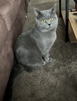 Bkh Kater - Hannover Misburg-Anderten