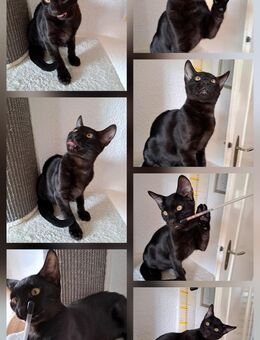 Noch 1 Traumhaftes, gesundes Bengal Katerchen Abholbereit! - Haßloch