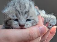 BKH Britisch Kurzhaar Kitten - Lindau (Bodensee)