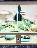 Neuwertiges OSB Terrarium mit Unterschrank und Zubehör für Zwergbartagame in 41836