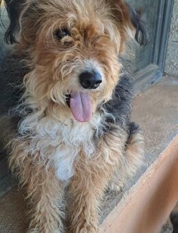 ROSY - menschenbezogen und willensstark - Aerzen