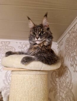 Maine Coon katze - Wietzen