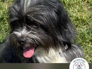 Chip 248561: Hundekind sucht ein Zuhause - Kirchzell