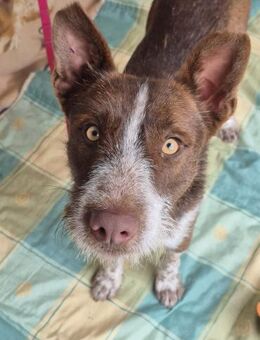 Gucci - Strahlemann sucht ein Zuhause - Speyer