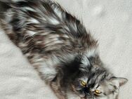 Britischepersische kater - Berlin