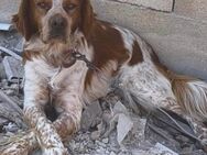 Thor liebt die Menschen - Lübeck