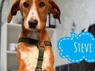 Steve ein toller Familienhund - Mannheim