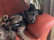 🌙Lieber Lulu sucht Dich🌙 - Eislingen (Fils)