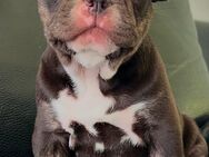 Französische Bulldogge Rüde choco - Kassel