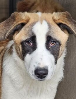 Farga, geb. ca. 01/2025, GRIECHENLAND - Euskirchen