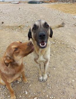 Carlsson sucht großesKörbchen - Beckingen