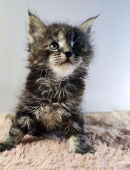 Maine Coon Babys - Ingolstadt