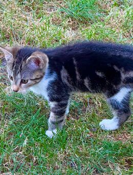 Kater / Kitten ab 01.07. abzugeben - Teuchern
