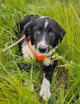 Schöner und ruhiger Narvik sucht dich! - Mannheim