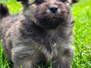 Pomeranian Yorkshire Welpen - Faßberg