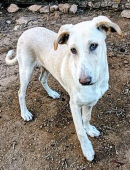 ROSETA sucht ihre Familie 💞 - Völklingen