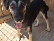 Santos - schüchterner Schäferhund-Mix - Weilheim (Oberbayern)
