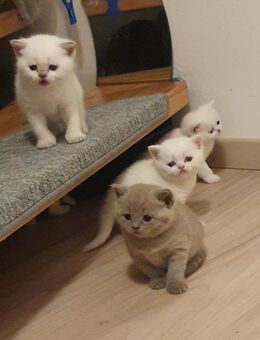 Süße, verschmuste Babykatzen, Kitten BKH - Kelsterbach