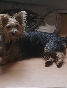 2 Yorkshire Mix Hündinnen suchen ihr Körbchen :) - Königshain-Wiederau