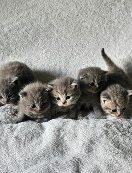 Bkh kitten reinrassig - Düsseldorf