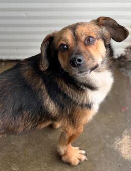 Wirbelwind Tayo - Alfdorf