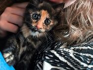 Kitten Anfang August abzugeben - Linnich