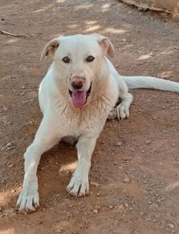 Mickey- braucht unbedingt ein Zuhause - Mettmann