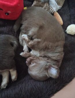 2 süsse Langhaar chihuahua - Leopoldshöhe