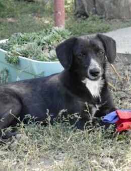 Liebe Lani sucht ihre Familie - Kleinostheim