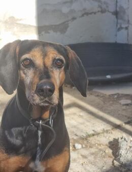 Laika, ein Herz aus Gold - Eixen