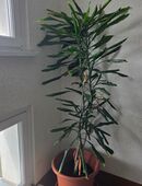 2 Palmen 🌴 mit Töpfen in 04159