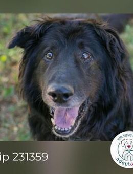 Chip 231359: Senior sucht ein Zuhause - Kirchzell