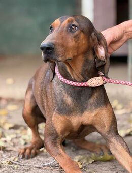 Scooter - braucht Hilfe - Würzburg