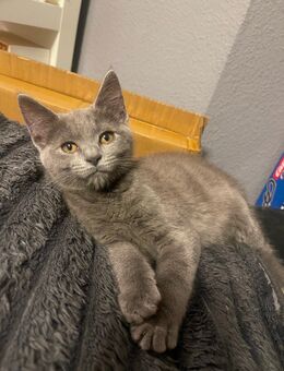 Maine Coon, Kartäuser Mix Kitten sucht noch neues zu Hause - Norken