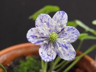 5 Samen vom Leberblümchen 'Prickel' Hepatica nobilis - Singen (Hohentwiel)