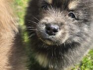 Zauberhafte Pomsky Welpen - Hörstel