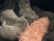 BKH Kitte sucht eine neue Familie. - Berlin Neukölln