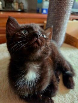 Zwei BKH kitten Abgabebereit - Oberriexingen