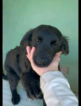 Orsetto - ich bin schwarz und lieb - Grevenbroich