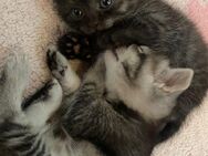 Drei wunderschöne BKH Perser Kitten suchen ein Zuhause - Großeibstadt