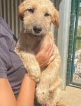 Ginger, a.d.Tierschutz, sucht Happy-Home - Boxberg (Oberlausitz)