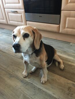 Biete Hunde Urlaubs/ und Krankheitsbetreuung - Lichtenfels (Bayern)
