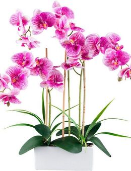 Kunstorchidee Orchidee Phalaenopsis, Creativ green, Höhe 58 cm, mit Graszweigen arrangiert